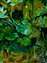 Sap Green Tea