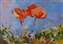 Poppies On Blu