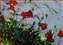 Pompous Poppies